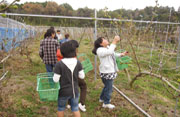 果樹園イベント